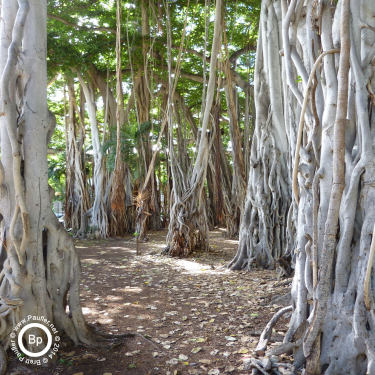 forest of balboa tree trunks - raw image